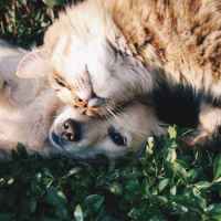 10 Haiku su cani, gatti e altri animali